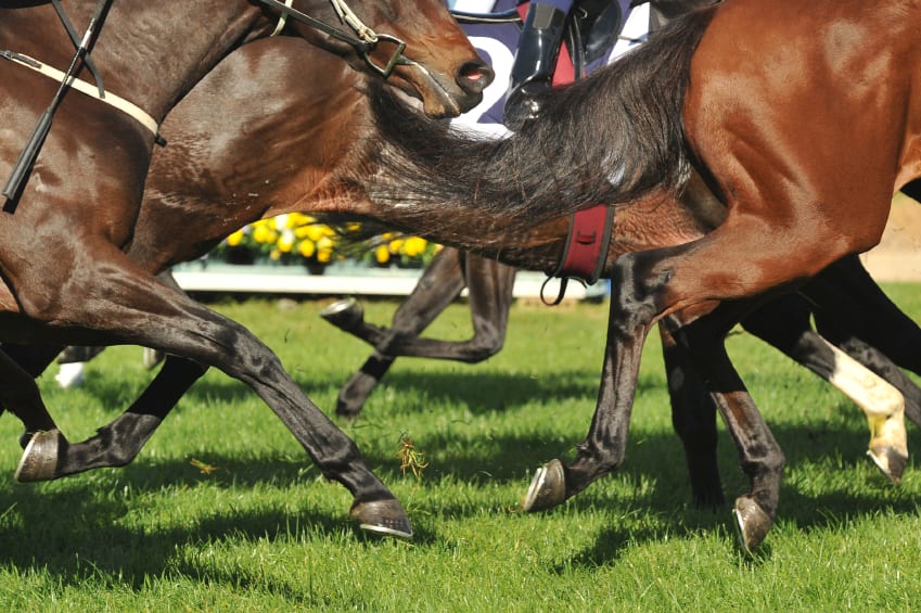 horses racing